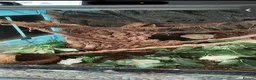 Gecko reptiles for sale: Dalmation Crested Gecko (4 years old) in Plymouth - Advert 2