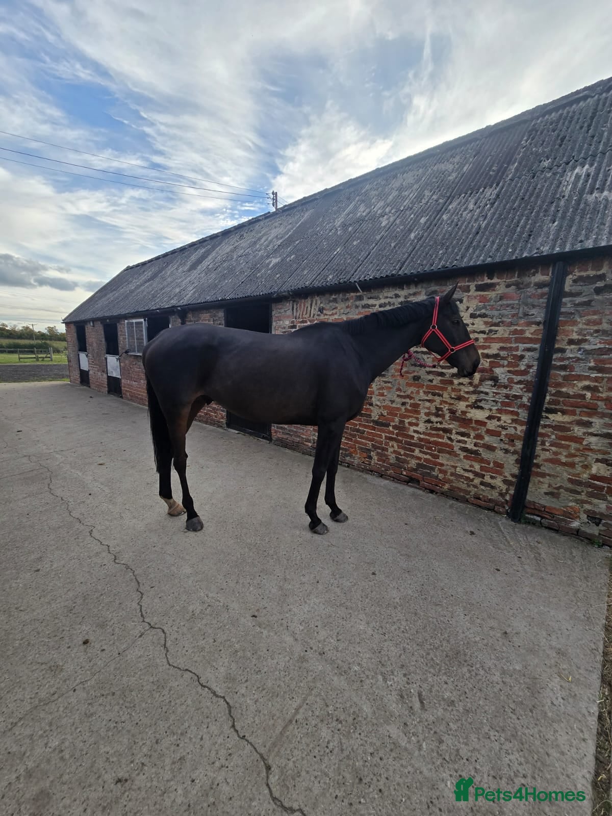 English Thoroughbred horses 17.3HH Thoroughbred  - Advert 4