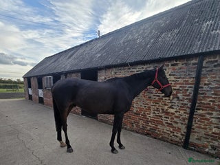 English Thoroughbred horses 17.3HH Thoroughbred - Advert 5