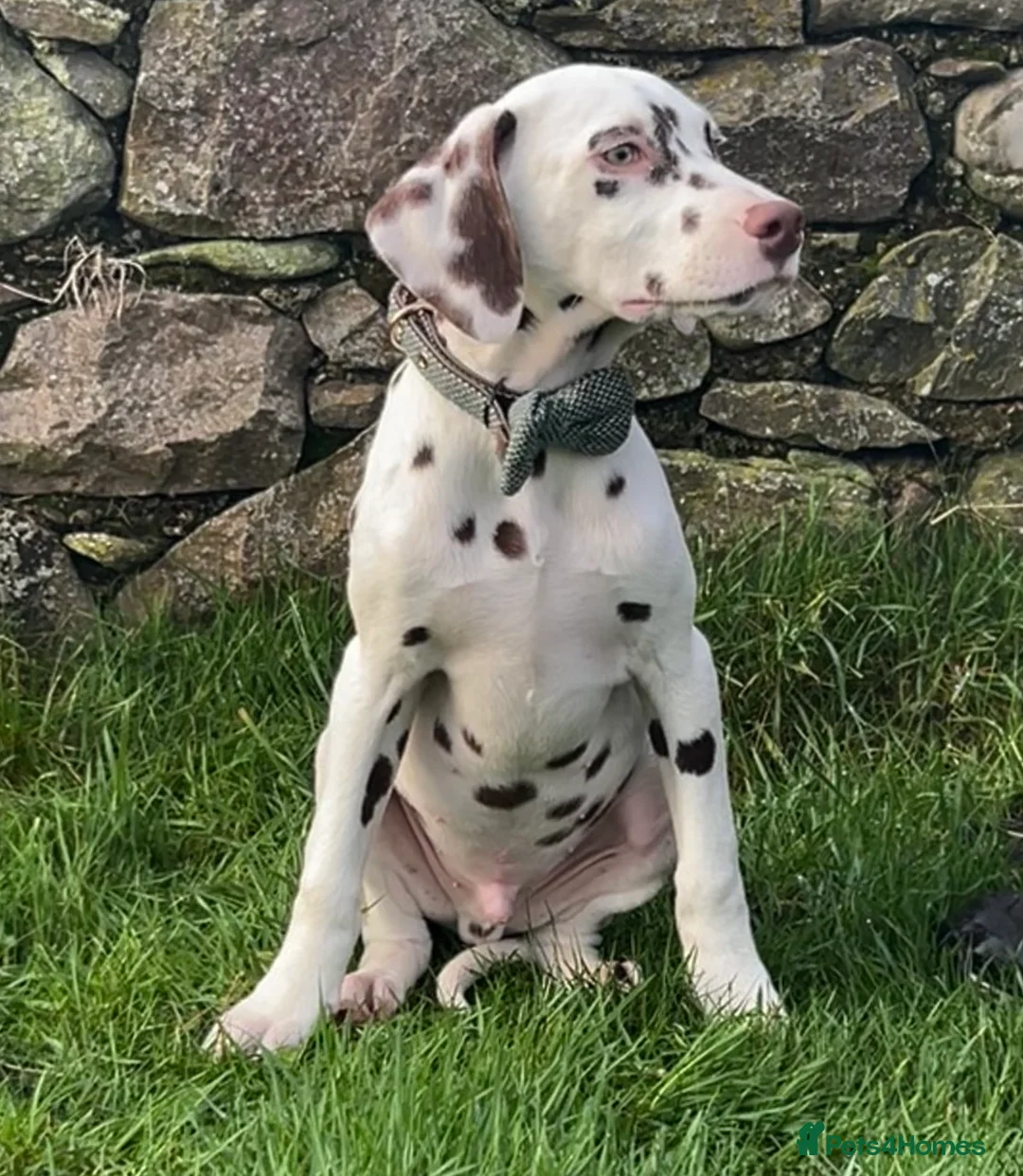 Dalmatian dogs for sale: KC Registered Dalmatian Puppies  - Advert 2