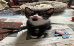 British Shorthair cats for sale: Kittens for sale !! Loving and playful  - Image 5