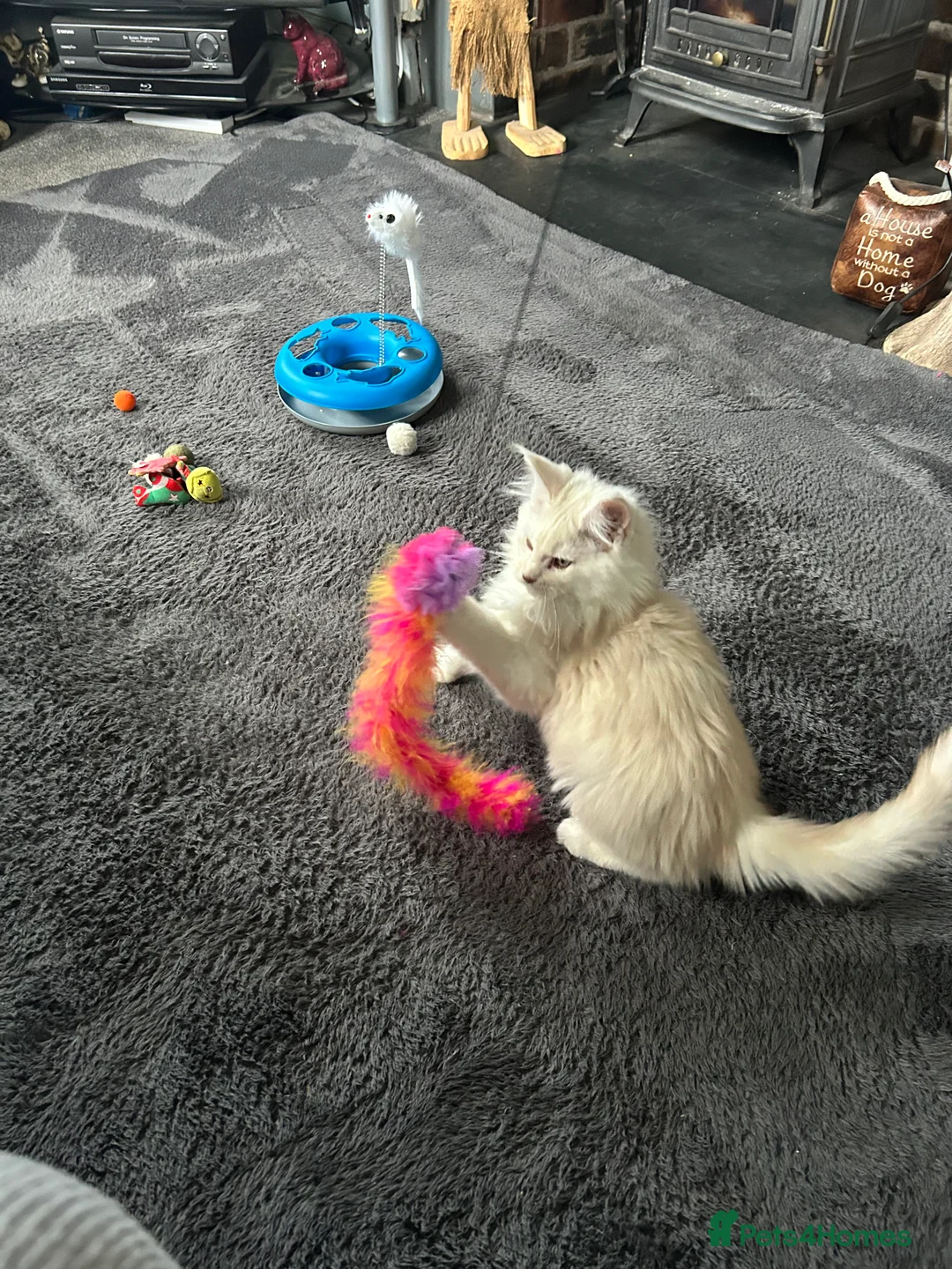 Maine Coon cats for sale: Tica registered male kittens  - Advert 8