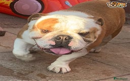 English Bulldog dogs for stud: QUALITY RED AND WHITE BULLDOG STUD DISCOUNT CHIPS in Sunderland - Image 14