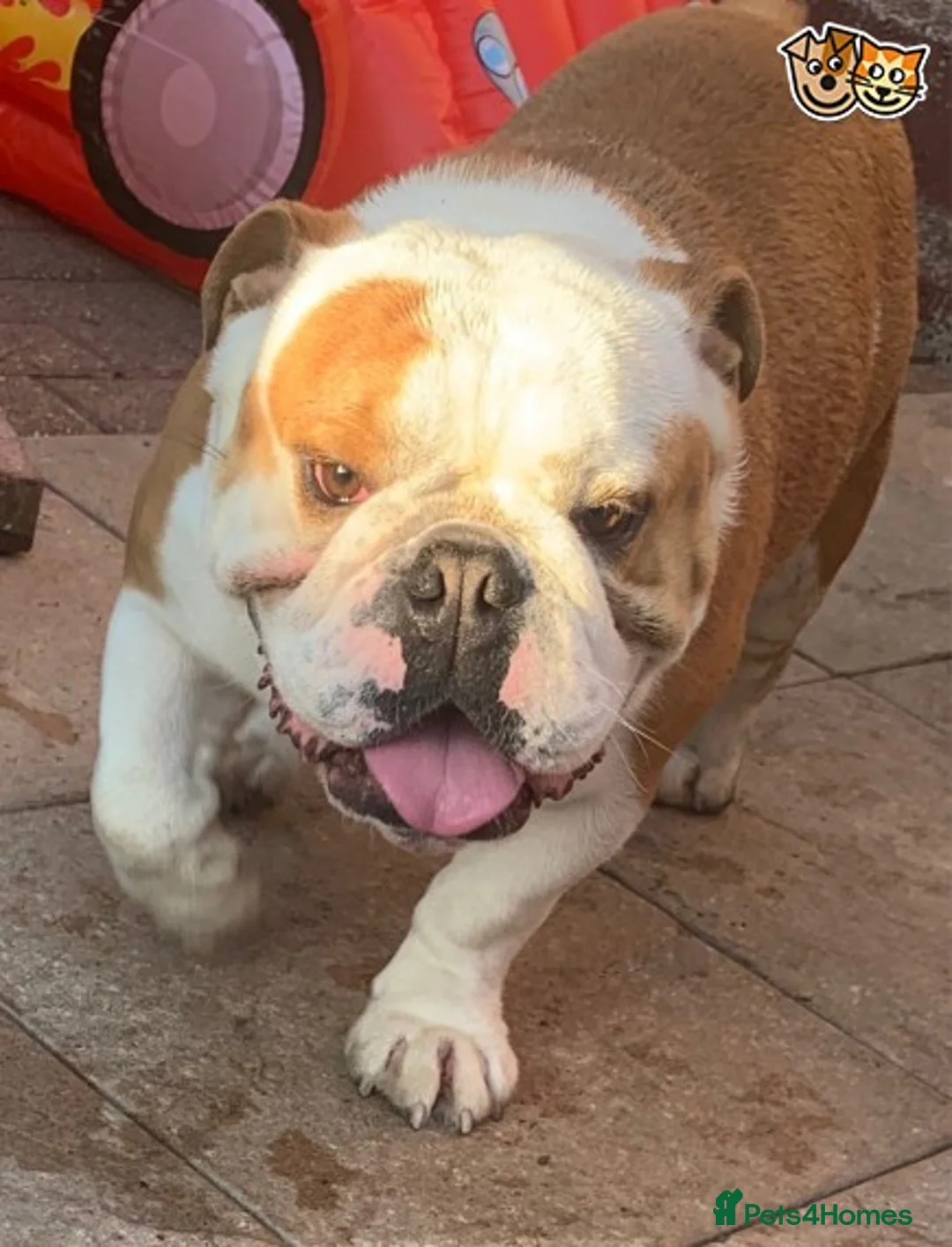 English Bulldog dogs for stud: QUALITY RED AND WHITE BULLDOG STUD DISCOUNT CHIPS in Sunderland - Advert 14