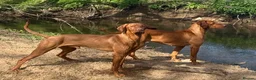 Hungarian Vizsla dogs for sale: Hungarian Vizsla expected litter June 2026 in Richmond - Advert 7