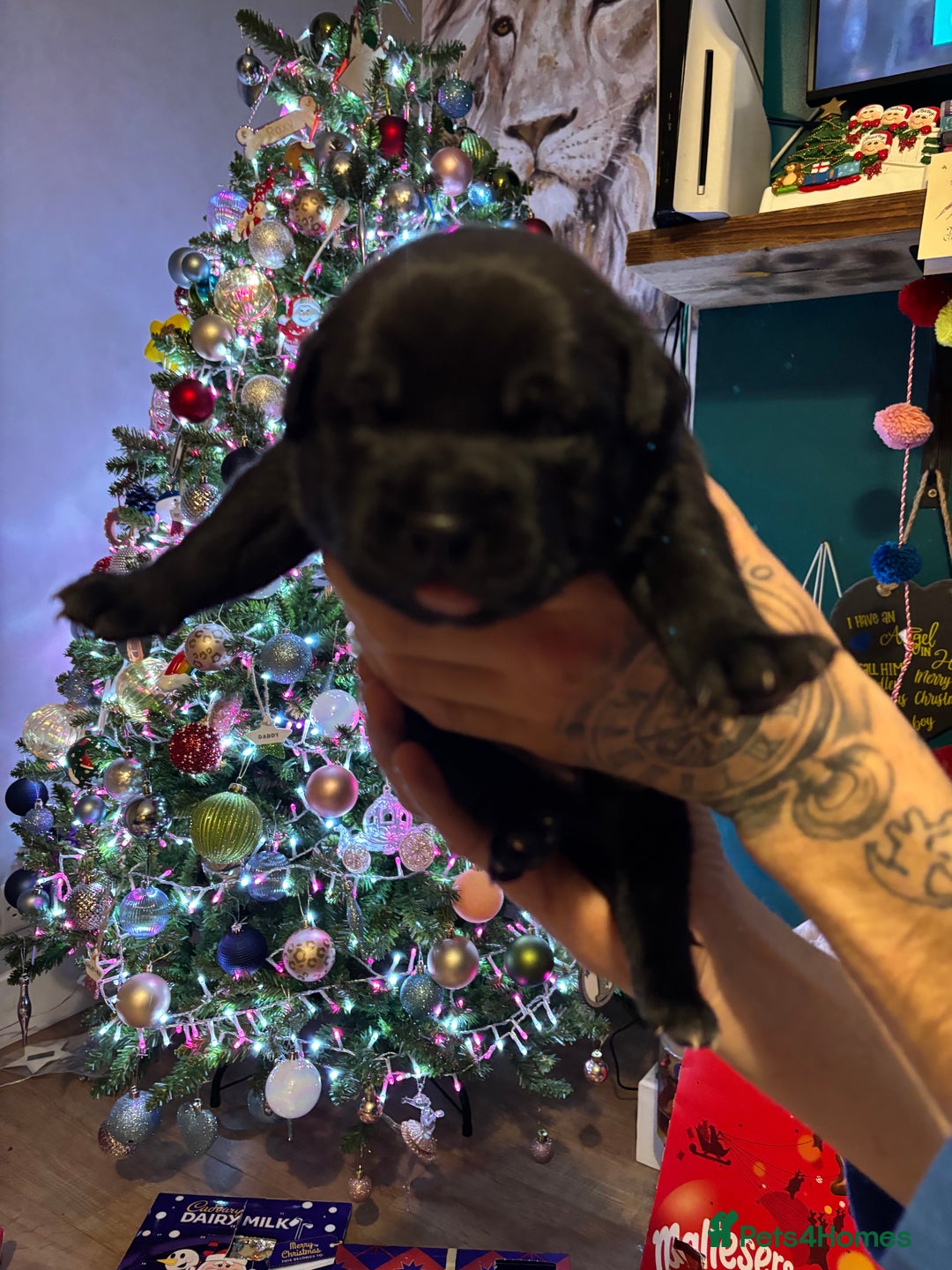 Staffordshire Bull Terrier dogs for sale: Staffy x puppy’s for sale  - Advert 6