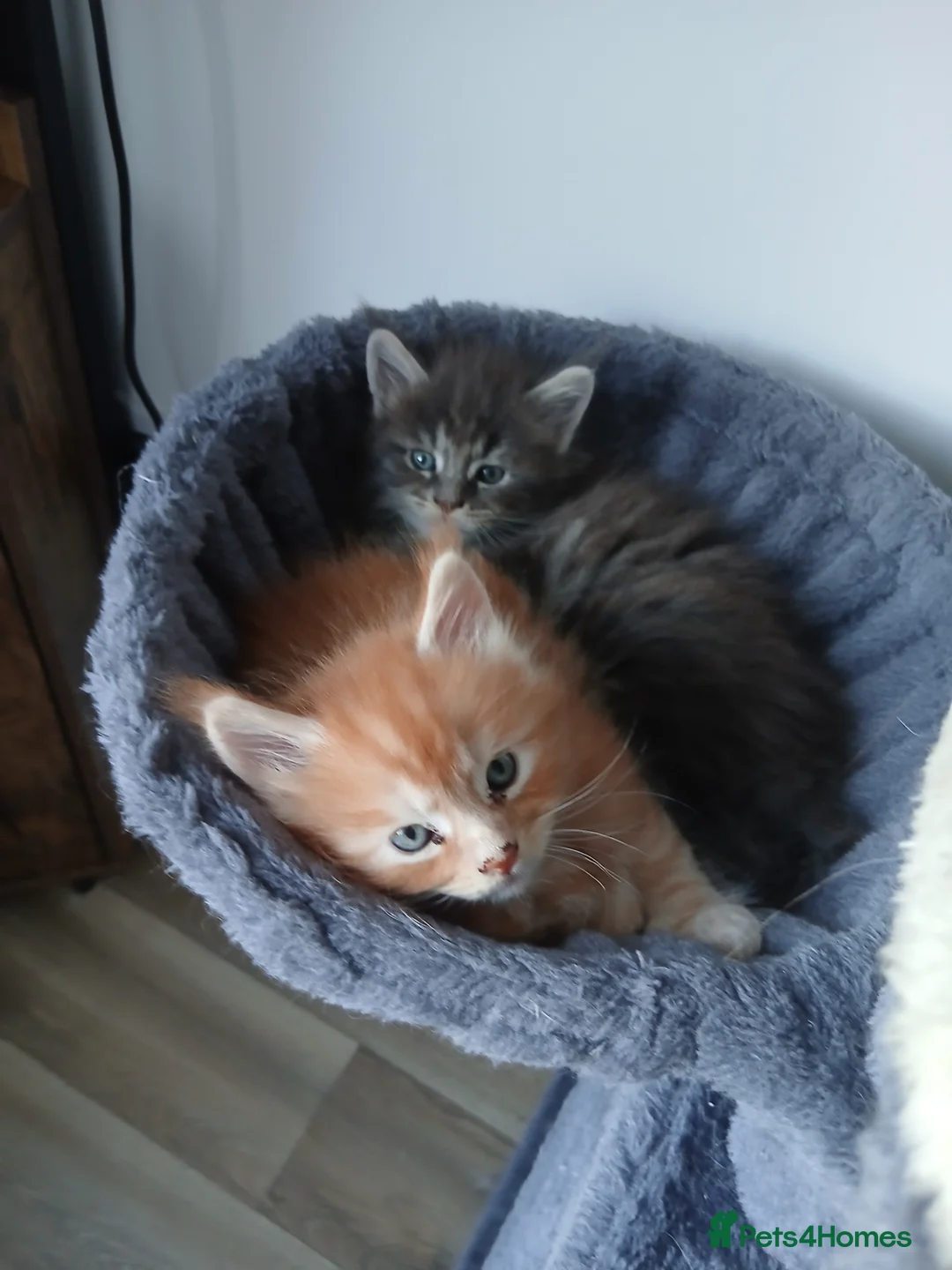 Maine Coon cats for sale: Beautiful pure Bred Maine Coon Kittens  - Advert 2