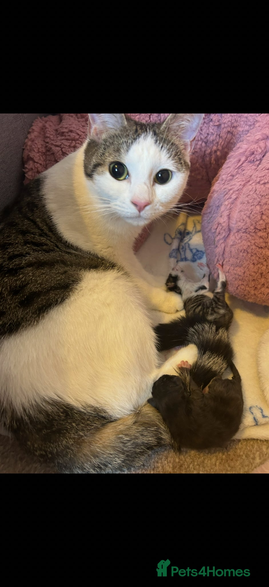 British Shorthair cats Kittens for sale - Advert 1