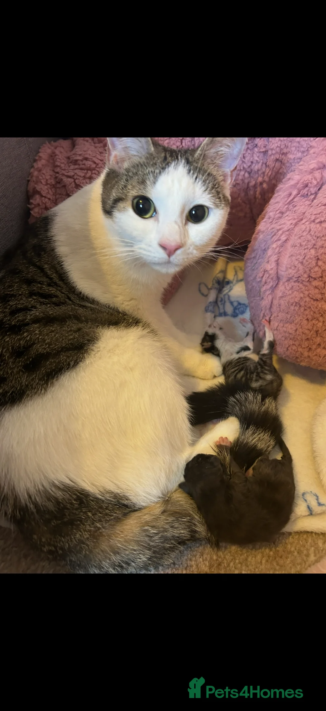 British Shorthair cats for sale: Kittens for sale - Advert 1