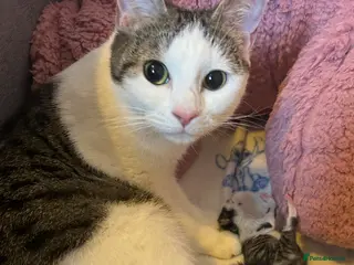 British Shorthair cats Kittens for sale - Advert 11