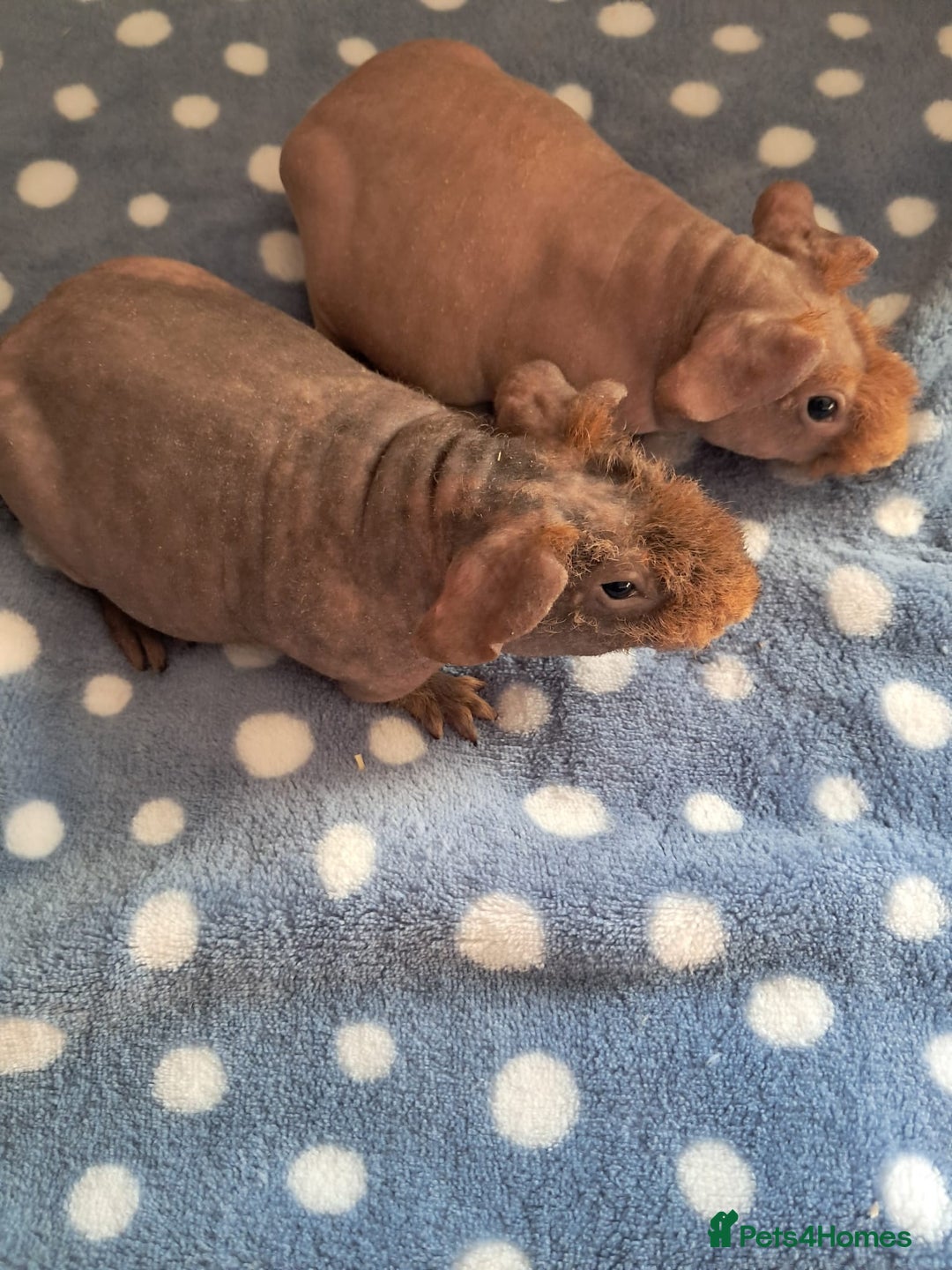 Guinea Pig rodents for sale: BEAUTIFUL SELECTION OF SKINNY PIGS - Advert 3