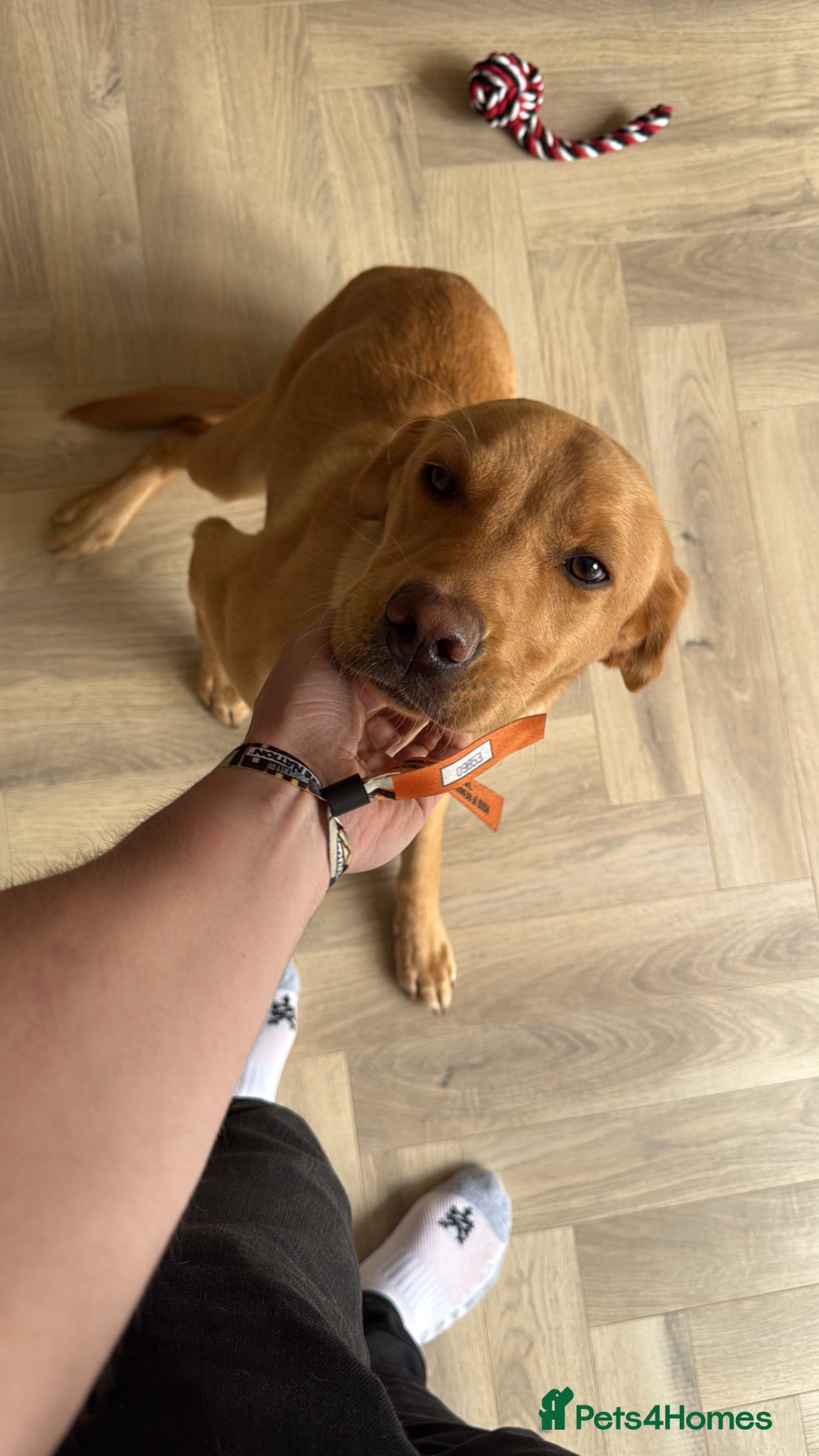 Labrador Retriever dogs KC Reg FoxRed Labrador Retriever 8 Months Old  - Advert 7