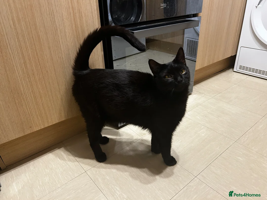 Mixed Breed cats for sale: Beautiful mixed breed cat 18 mth old affectionate  in Wellingborough - Advert 1