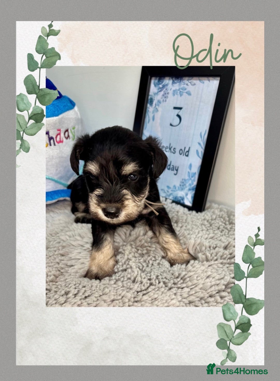 Miniature Schnauzer dogs for sale: Adorable KC registered Miniature Schnauzers - Image 12