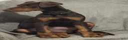 Dobermann dogs for sale: Chocolate tan Bitch 15months old - Advert 6