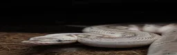 Python Snake reptiles for sale: Royal pythons - Advert 6