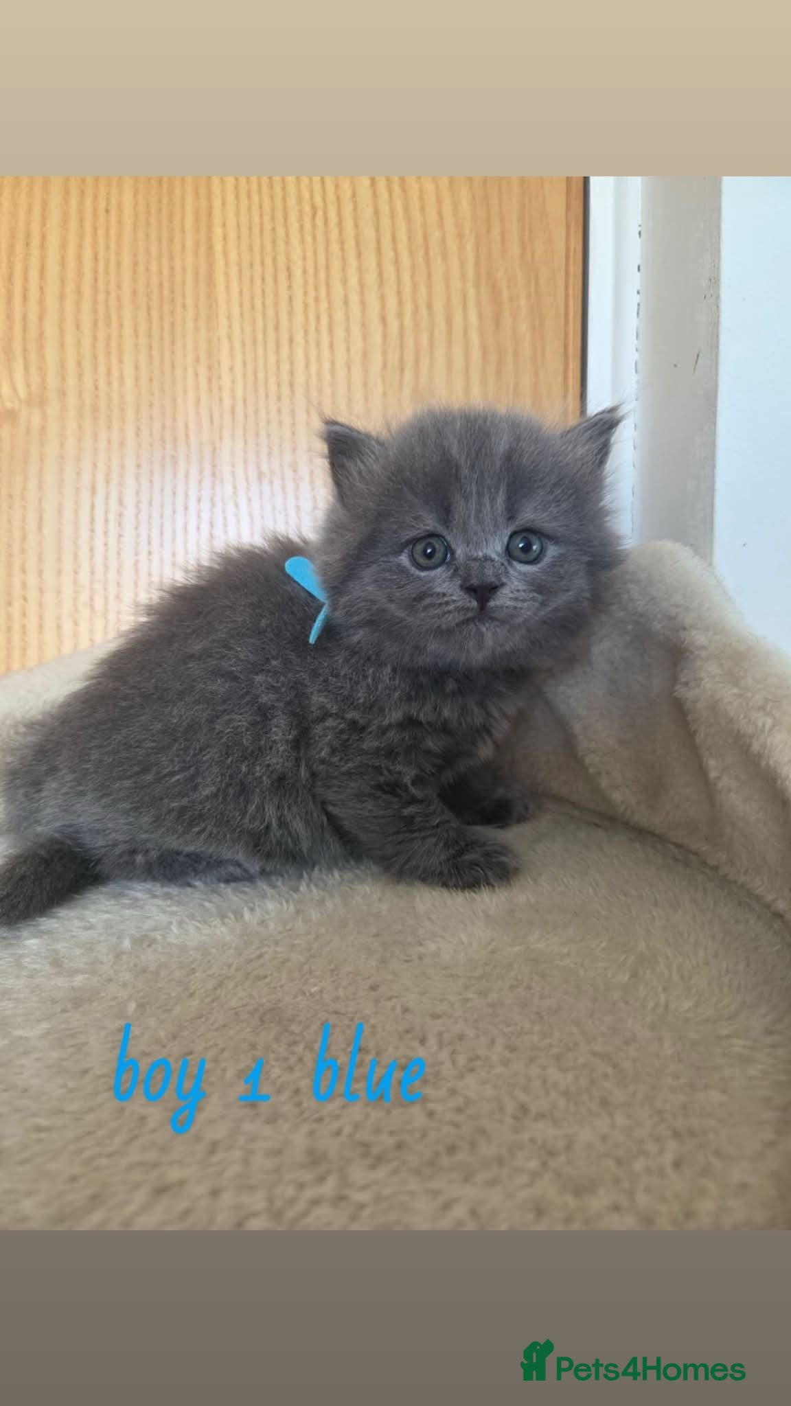 British Shorthair cats Beautiful British blue Shorthair  - Advert 1