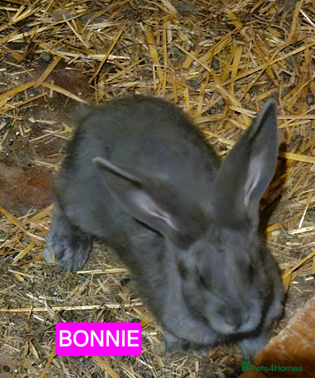 Continental Giant rabbits for sale: Continental giant adults rescues  - Advert 2