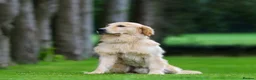 Golden Retriever dogs for sale: Dazzling Dudu - Advert 5