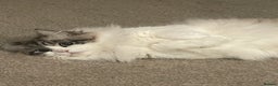 Siberian cats for sale: “Cat share” 3 GCCF Neva Masquerade Siberian cats  - Advert 10