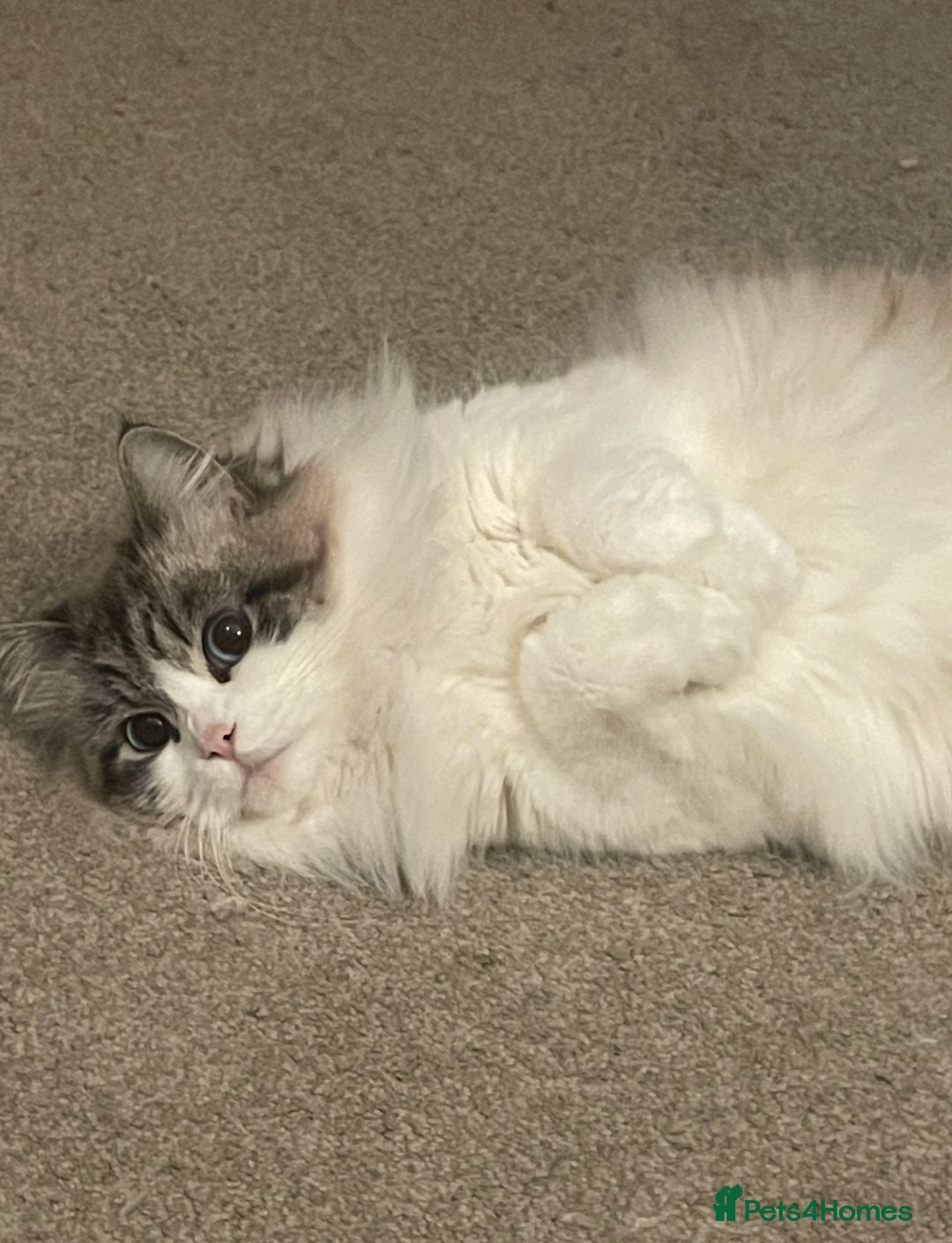 Siberian cats for sale: “Cat share” 3 GCCF Neva Masquerade Siberian cats  - Advert 10