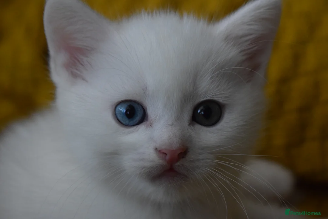 Mixed Breed cats for sale: Rare Odd Eye Mixed Breed Kitten for sale - Advert 5