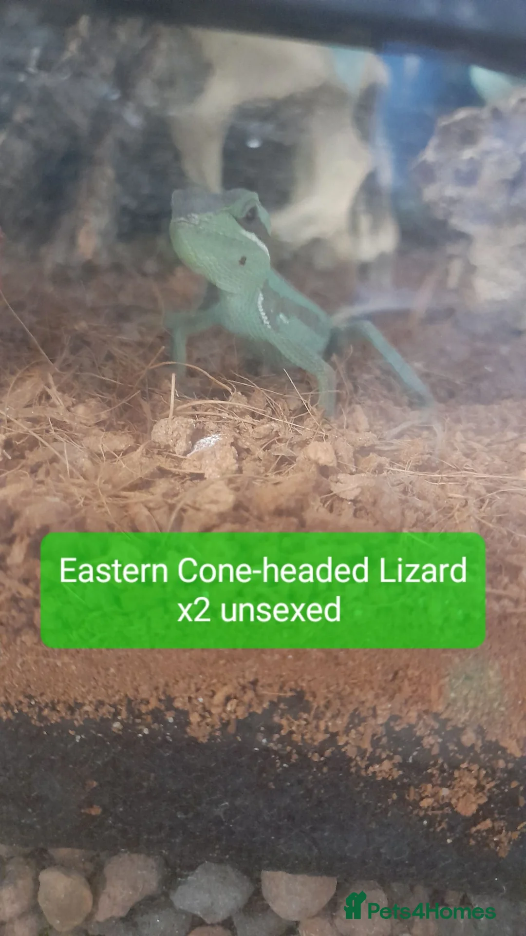 Gecko reptiles for sale:  Different Species of Geckos in Store - Advert 12