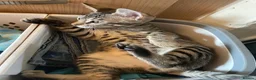 Bengal cats for sale: ♥️IAM ❤️WATCH ALL MY VIDEOS👀FOR MUMMY OR DADDY ❤️ - Advert 9