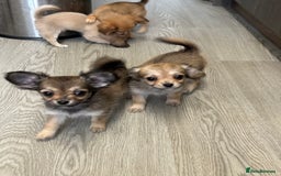 Chipoo dogs for sale: Chihuahua/poodle chipo girls - Image 7