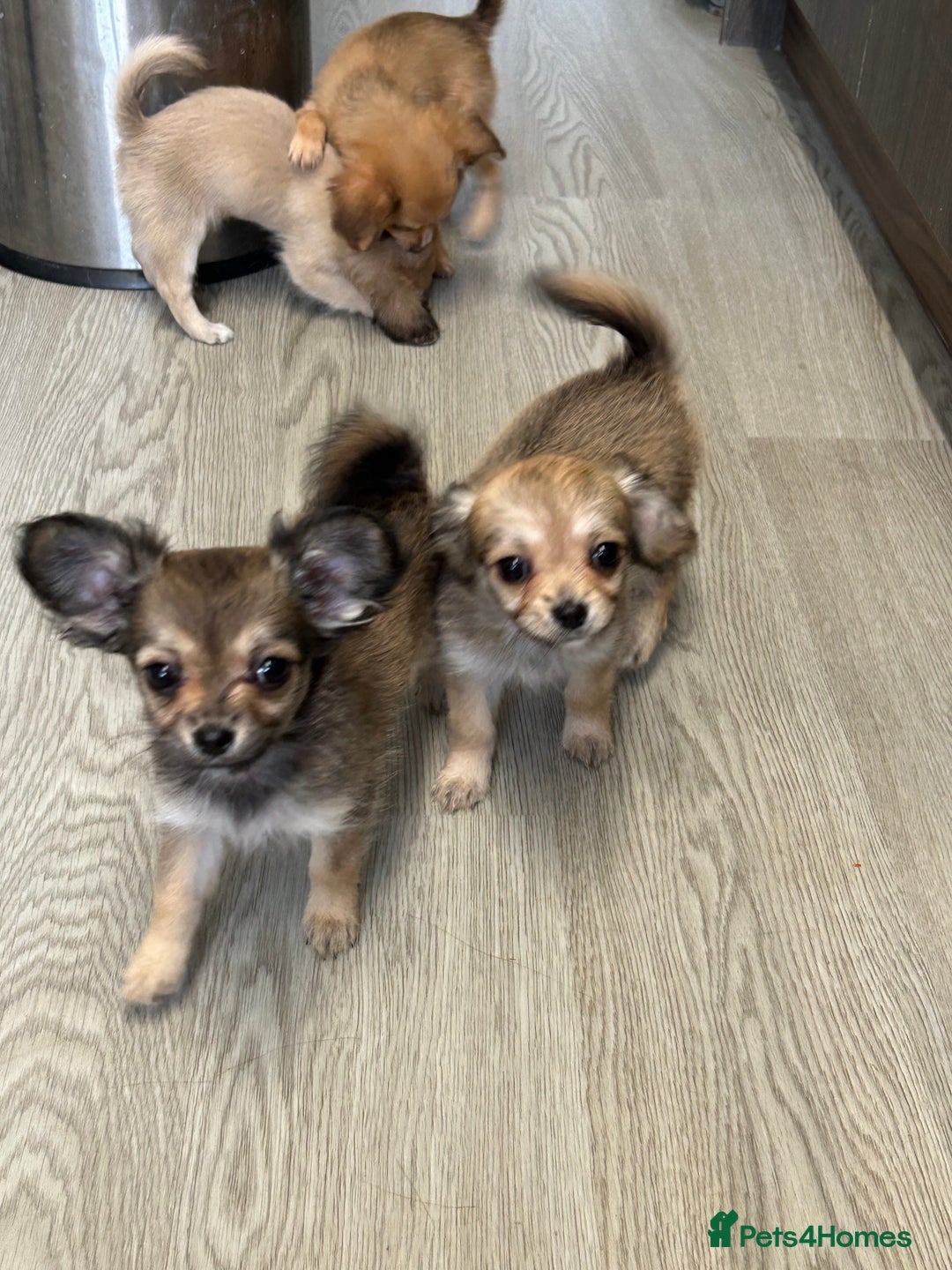 Chipoo dogs for sale: Chihuahua/poodle chipo girls - Image 7