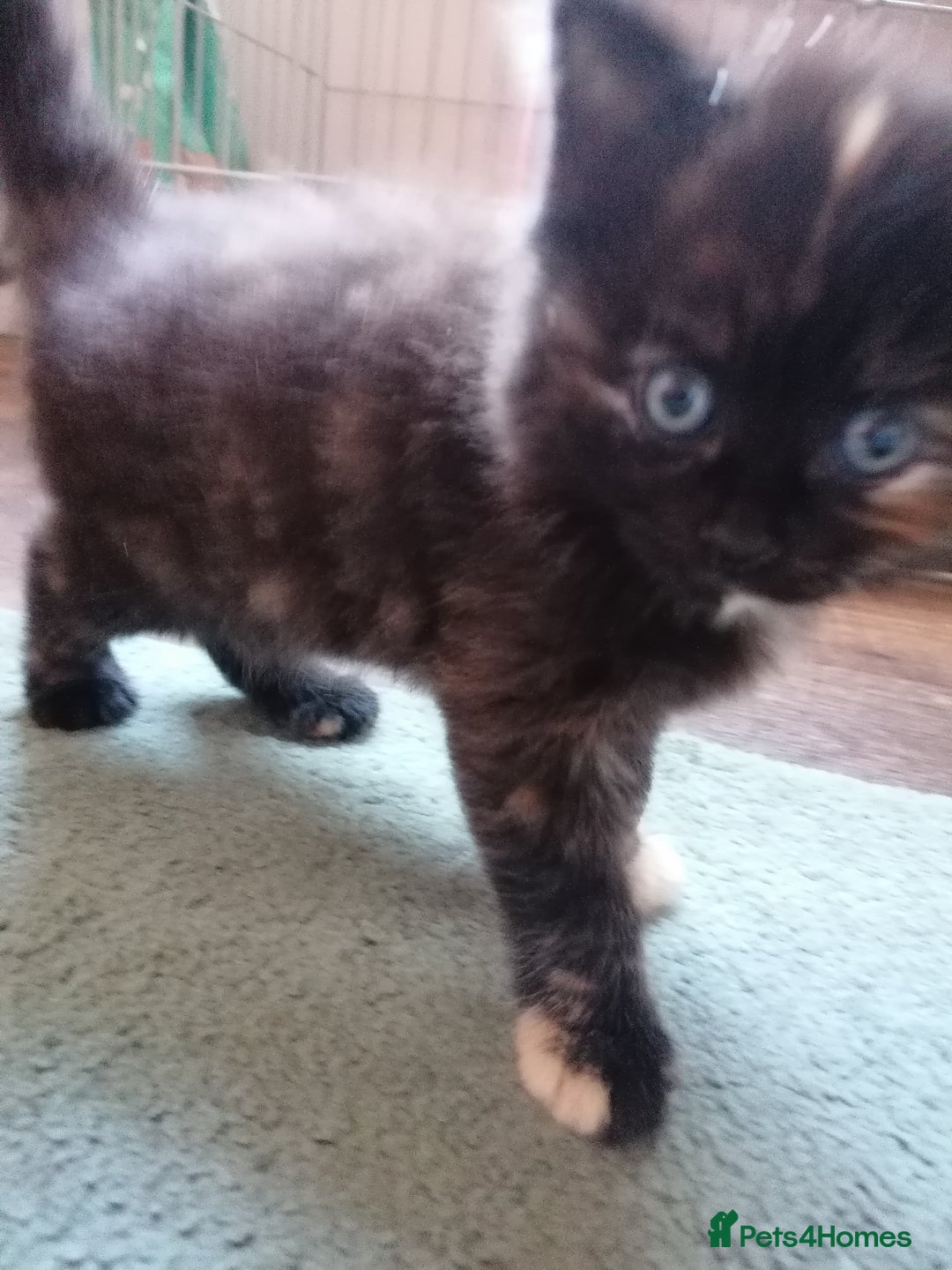 Domestic Shorthair cats for sale: Stunning kittens for sale  - Image 14