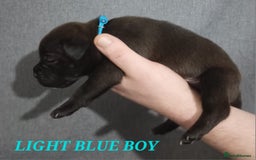 Staffordshire Bull Terrier dogs for sale: 9 beautiful black Staffordshire Bullterriers - Image 10