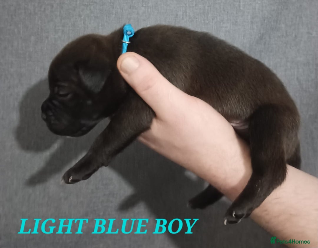 Staffordshire Bull Terrier dogs for sale: 9 beautiful black Staffordshire Bullterriers - Image 10