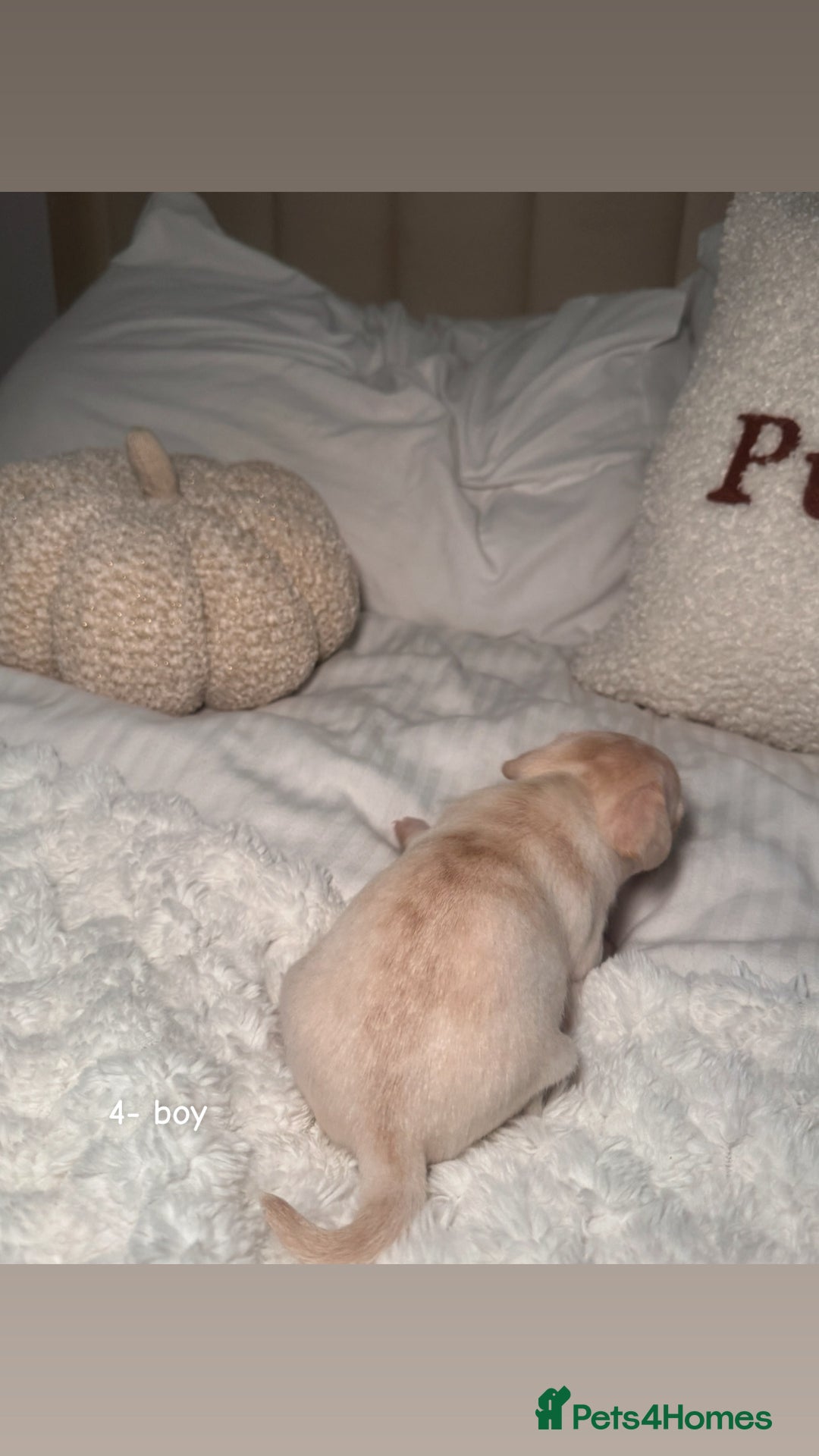 Chiweenie dogs for sale: chiweenie (dachshund x chihuahua) puppies - Image 14