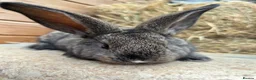 Flemish rabbits for sale: We have the Worlds Biggest Bunnies  - Advert 3
