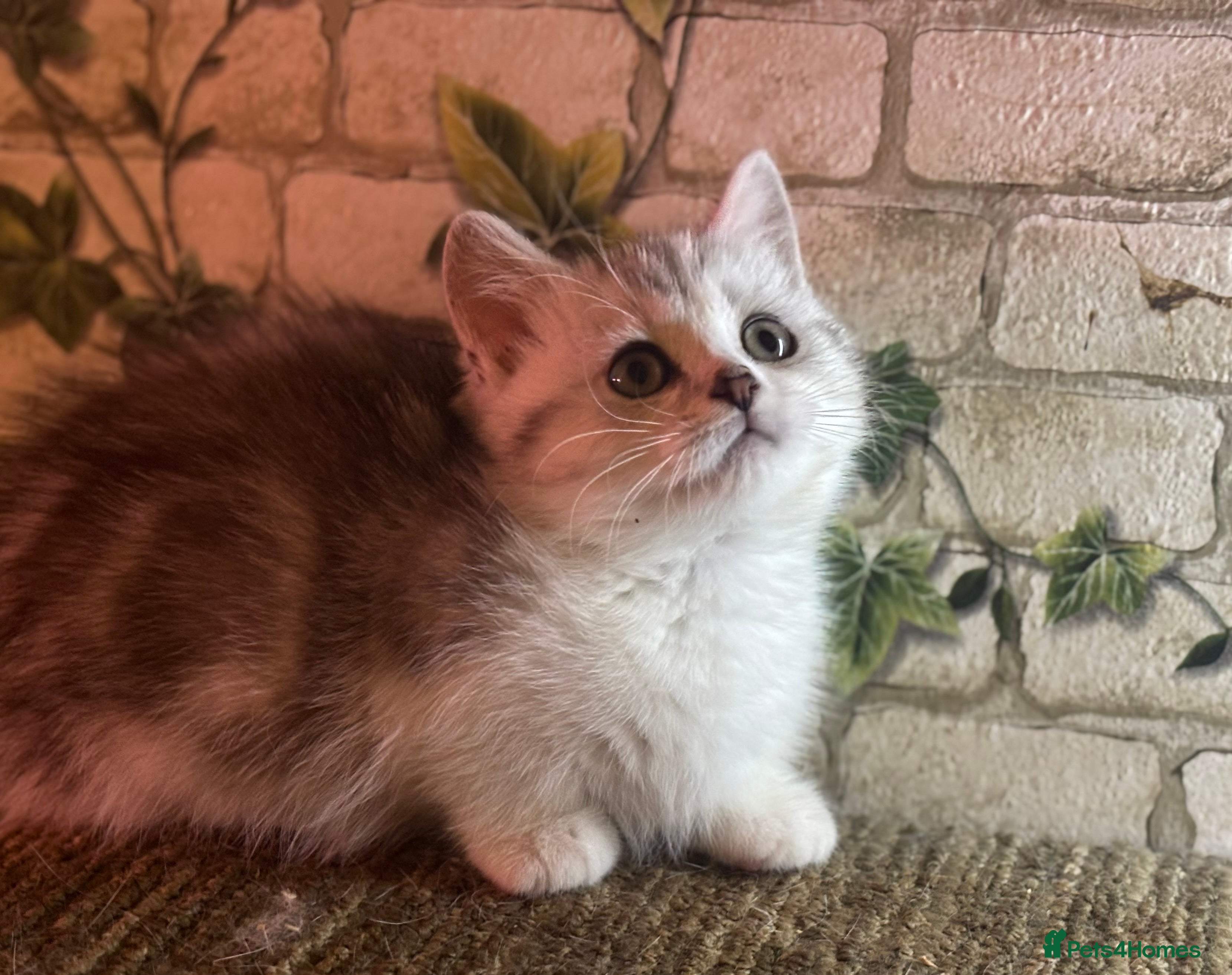 Munchkin cats Full Pedigree Munchkin Kittens  - Advert 10