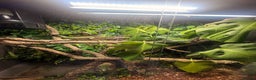 Lizard reptiles for sale: Chinese water Dragon and complete set up for sale - Advert 2