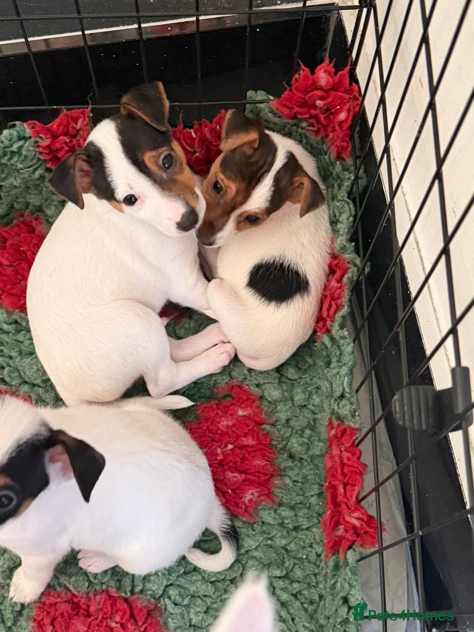 Jack Russell dogs Jack Russell puppies ready to leave now  - Advert 7
