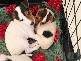 Jack Russell dogs Jack Russell puppies ready to leave now - Advert 6