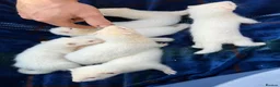 Ferret rodents for sale: Albino Ferret kits for sale  - Advert 7