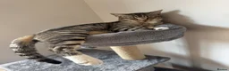 Domestic Shorthair cats for sale: Milo  - Advert 8