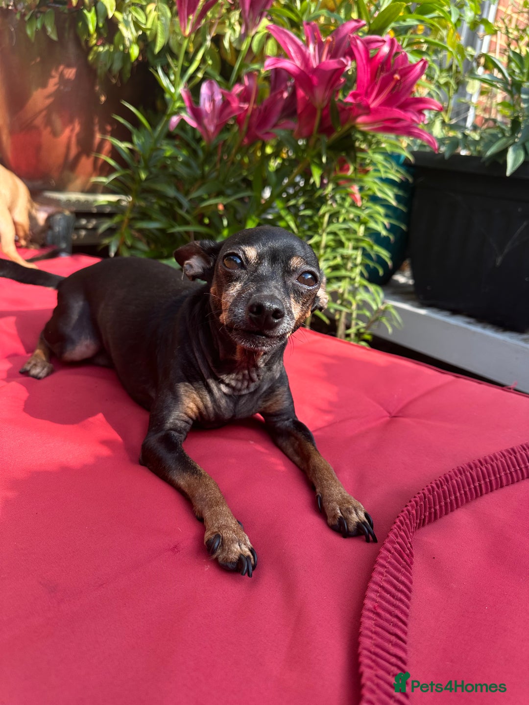 Russian Toy Terrier dogs for sale: Russian Toy terrier KC - Image 10