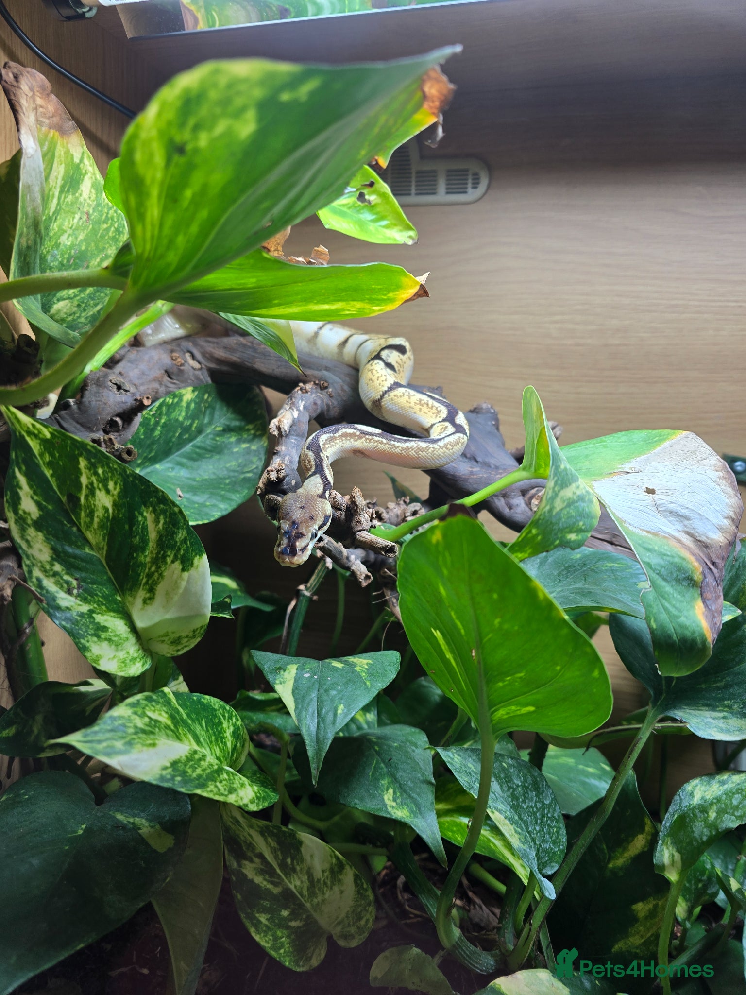 Python Snake reptiles Ball python  - Advert 2