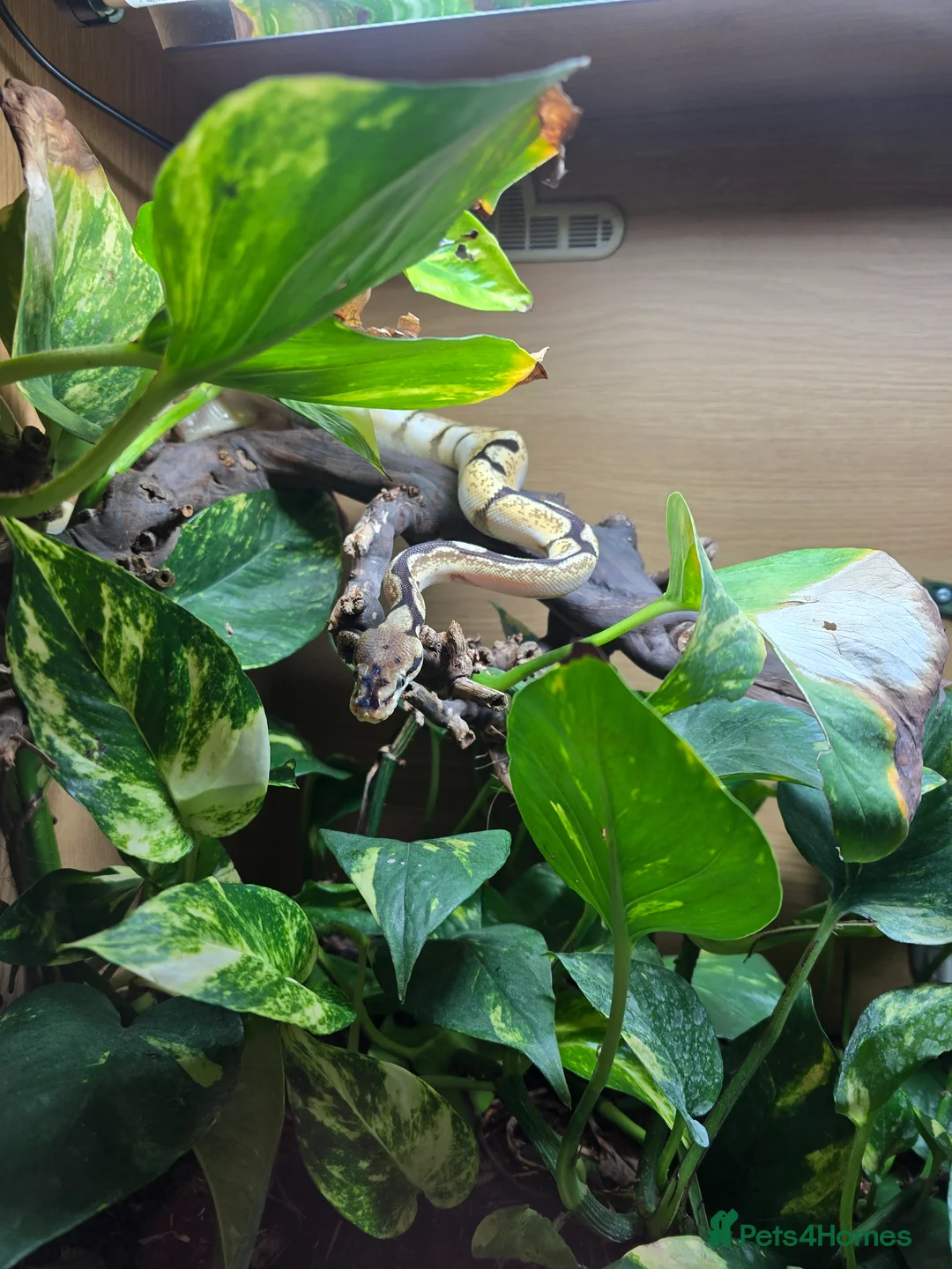 Python Snake reptiles for sale: Ball python  - Advert 1