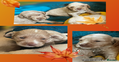 Australian Labradoodle dogs - Advert 10