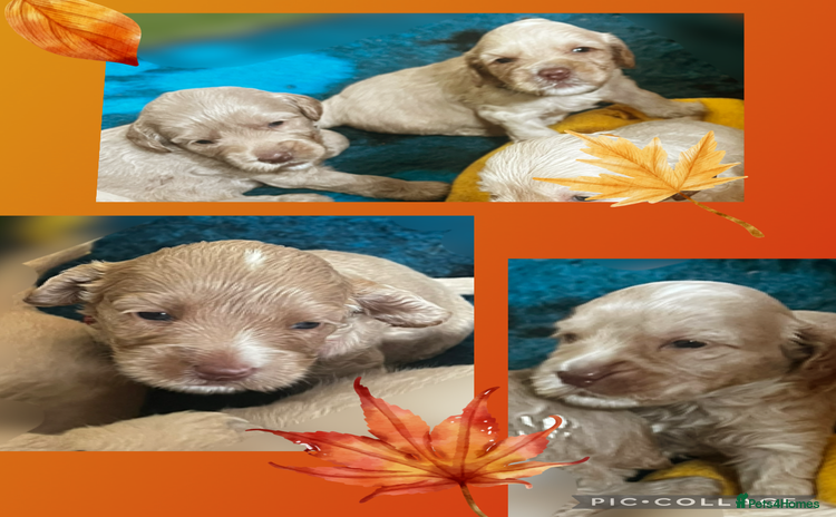 Australian Labradoodle dogs - Advert 2