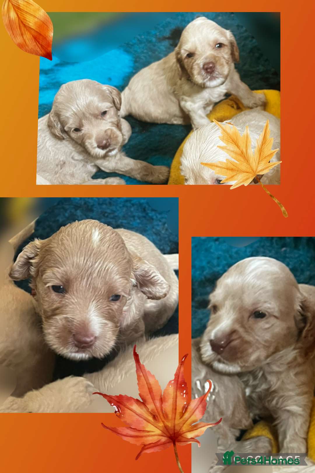 Australian Labradoodle dogs for sale: ♥️ 1 girl left ♥️ tiny tails , big hearts ♥️  - Image 17