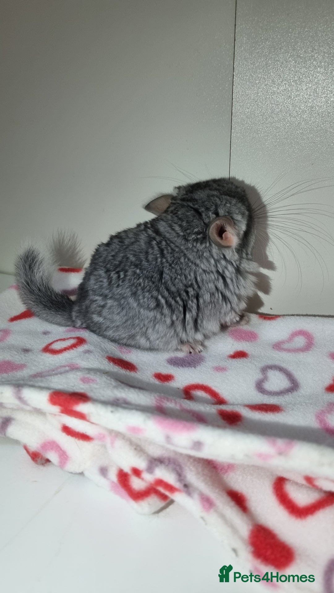 Chinchilla rodents for sale: Sapphire Velvet RPAC (Male) Chinchilla kit - Advert 7