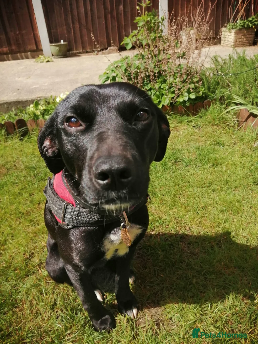Mixed Breed dogs for sale:  TILLY THE DOG WHO WILL HEAL A LONELY HEART  - Advert 2