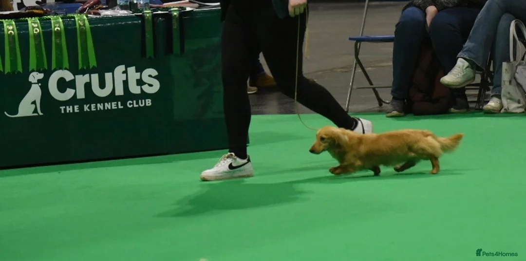 Miniature Dachshund dogs for stud: Shaded cream miniature longhaired Stud in Newton Abbot - Advert 9